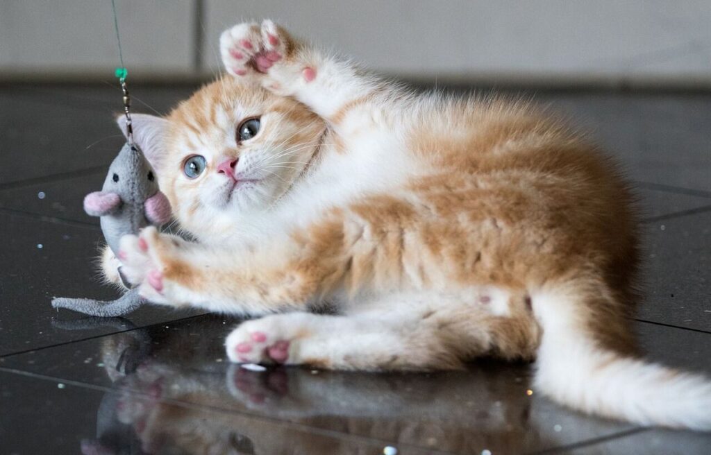 kitten playing with a toy mouse