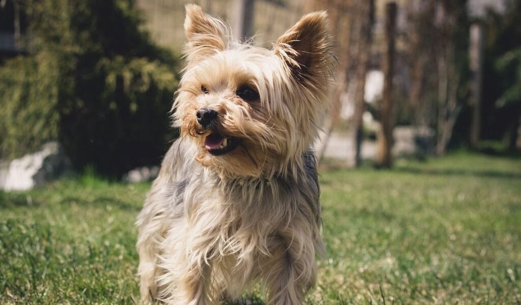 Yorkshire Terrier running in the grass