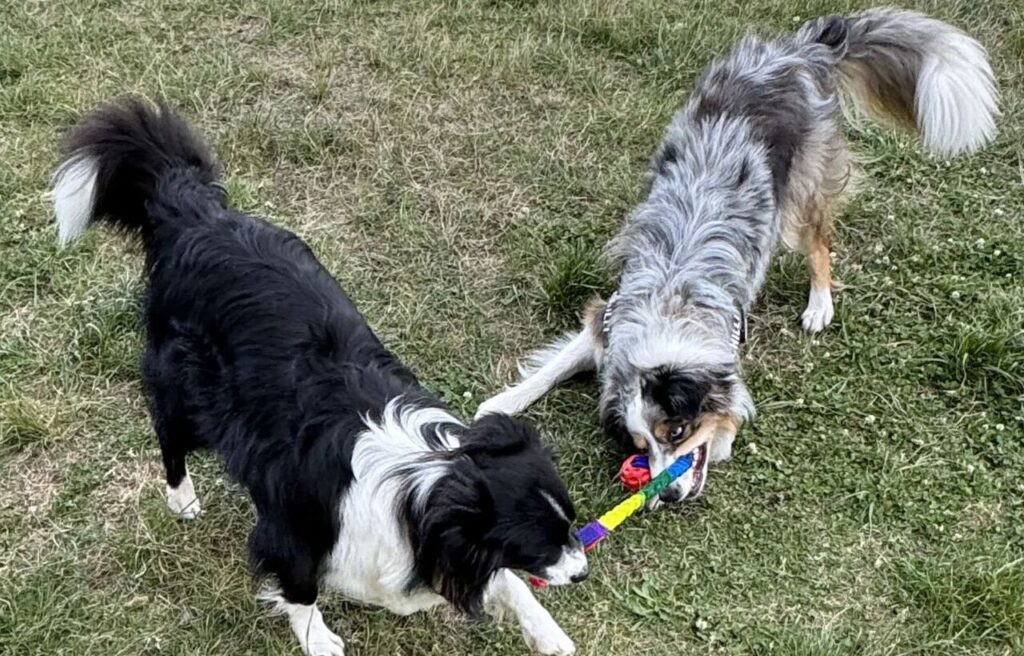 Border Collie and Australian Shepherd playing tug-of-war