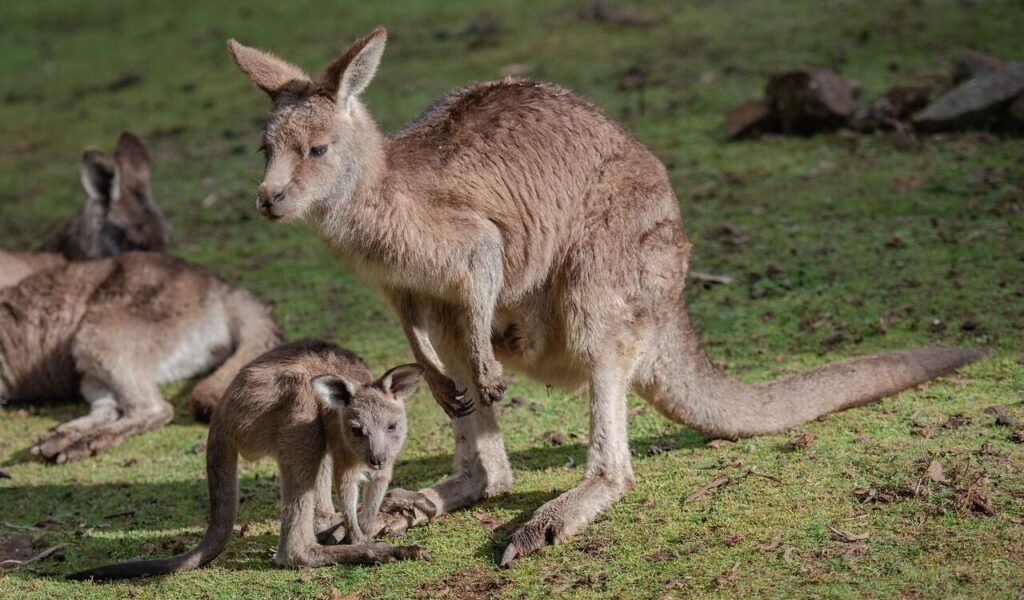 kangaroo with a joey on green grass