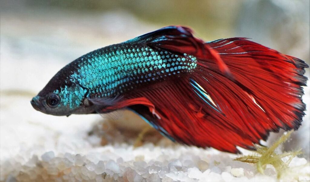 Vibrant betta fish with red and blue fins