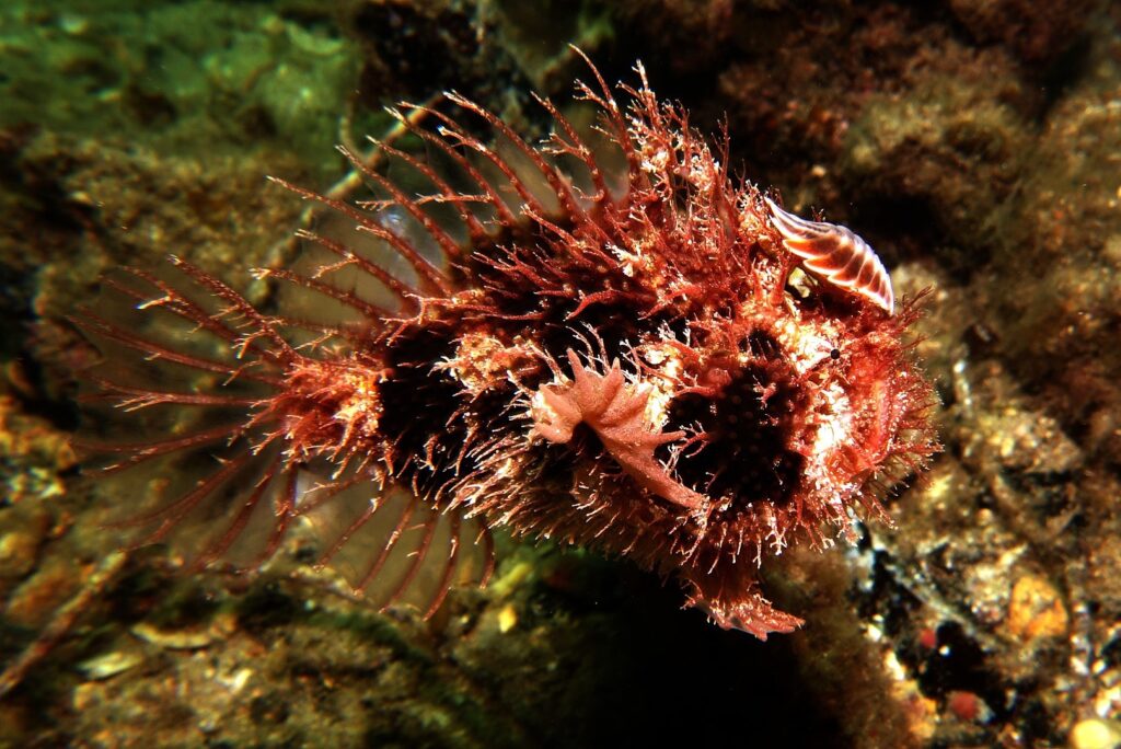 Tassled angler fish