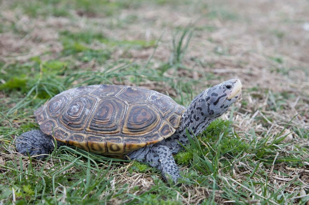 Diamond terrapin turtle