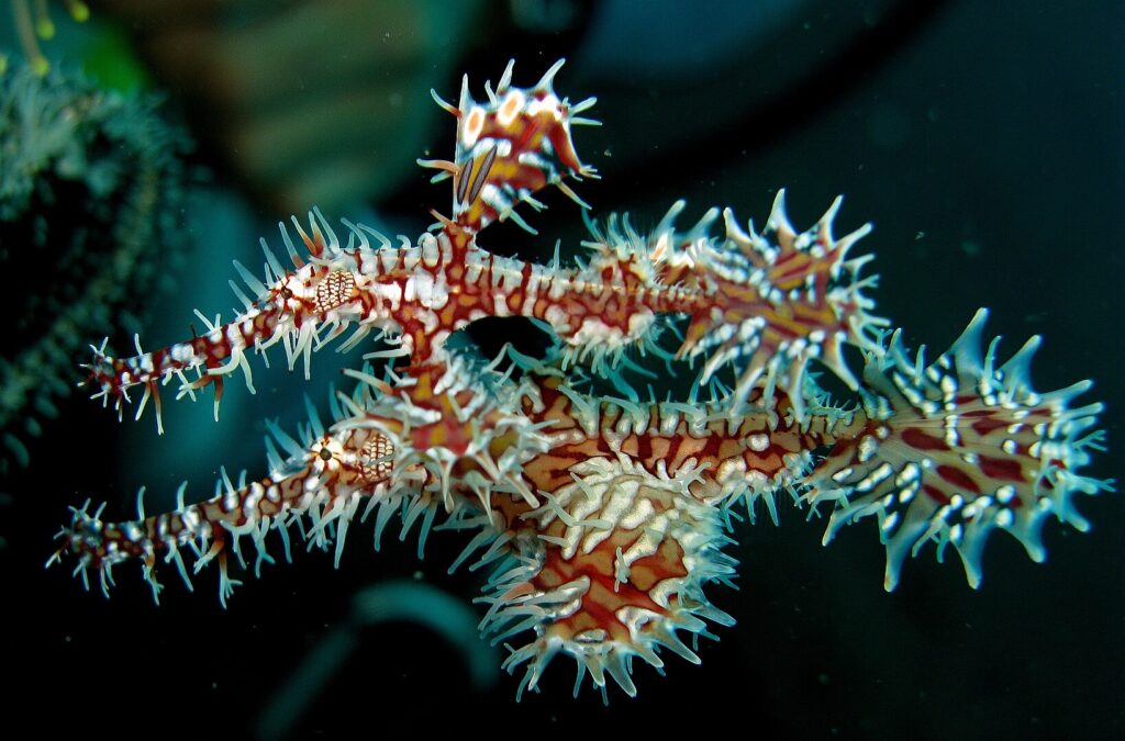 Ornate Ghost Pipefish (Solenostomus paradoxus )
