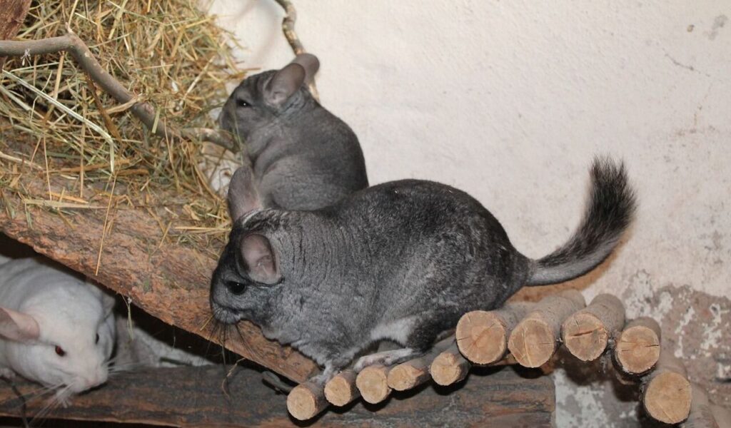 Two chinchillas on wooden branches