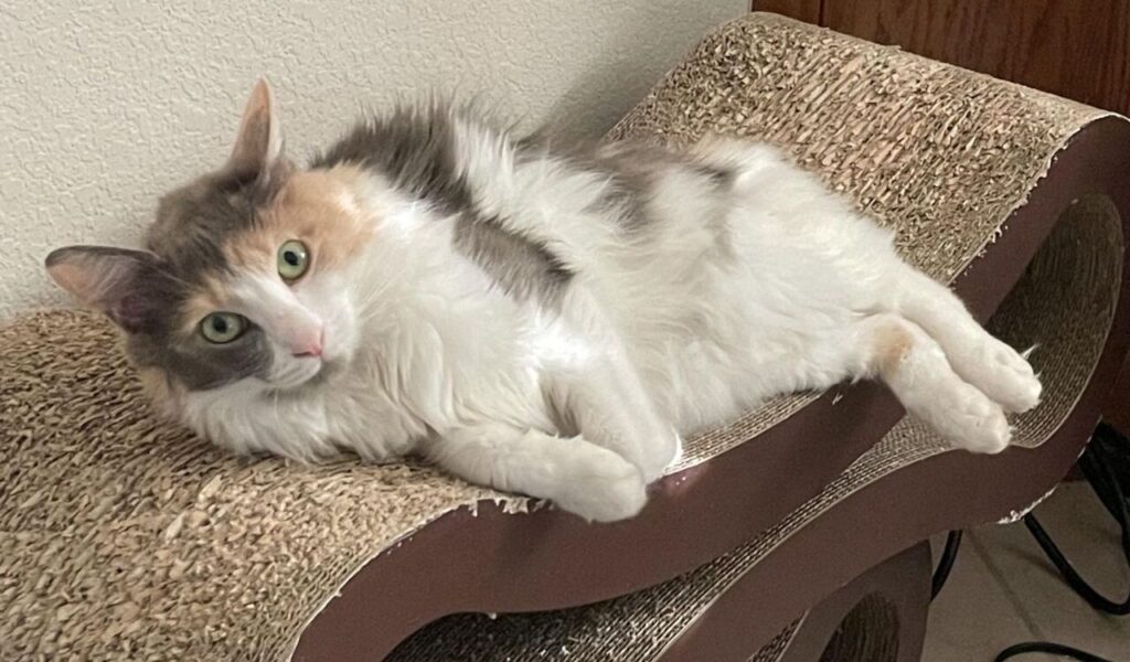 Japanese Bobtail lounging on a scratcher.