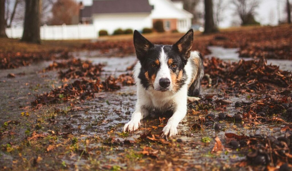 Border Collie lying on a path with autumn leaves.
