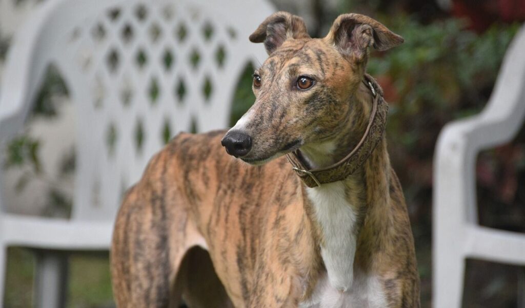 Brindle Greyhound standing near white chairs