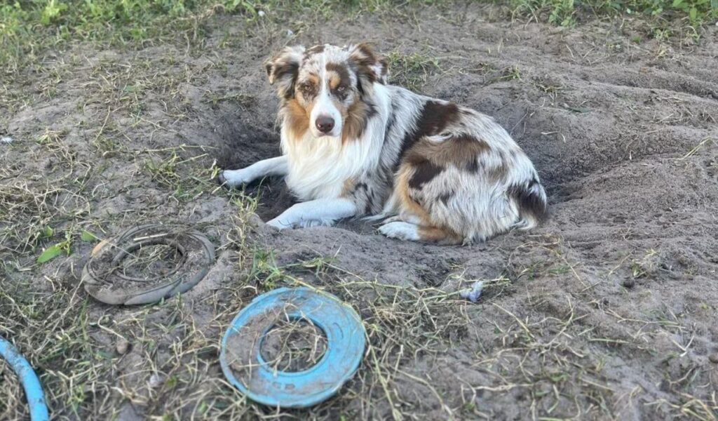 Australian Shepherd lying in a sandy area next to rings.