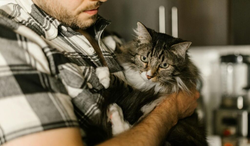 Maine Coon cat held by a person.