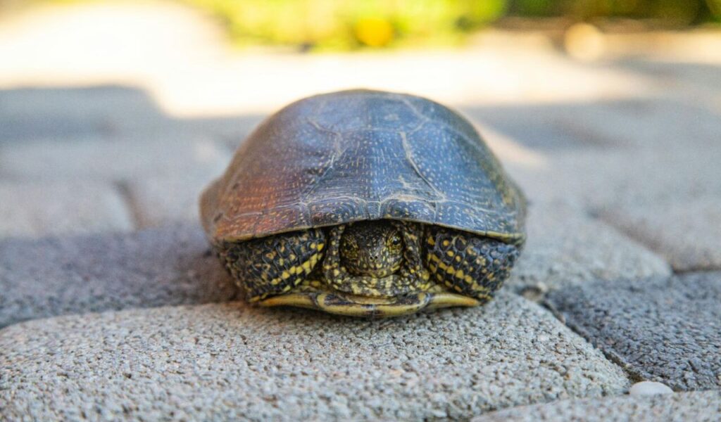 Tortoise hiding in its shell on a paved surface