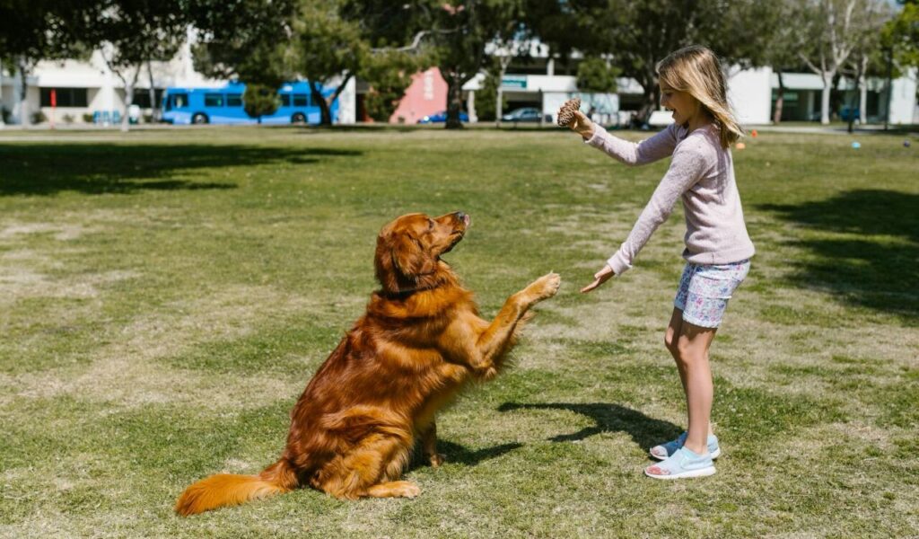 Golden Retriever shaking paws with a child in the park.