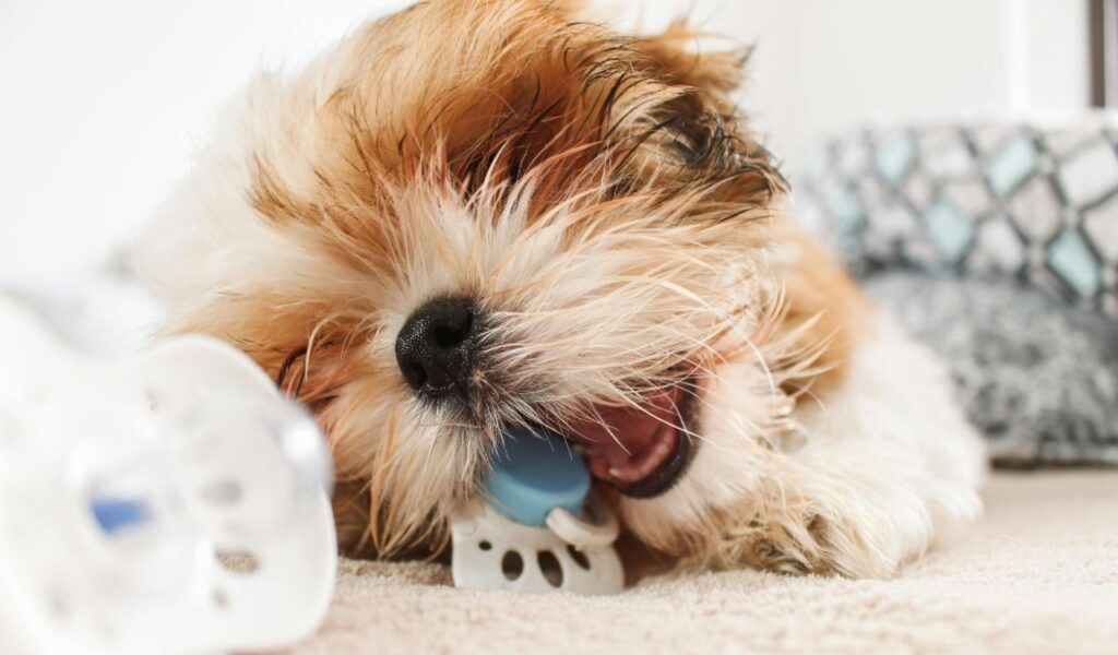 Shih Tzu puppy playing with a toy.