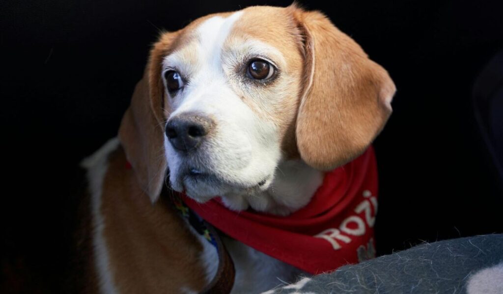 Beagle with a red scarf, looking out of a car.