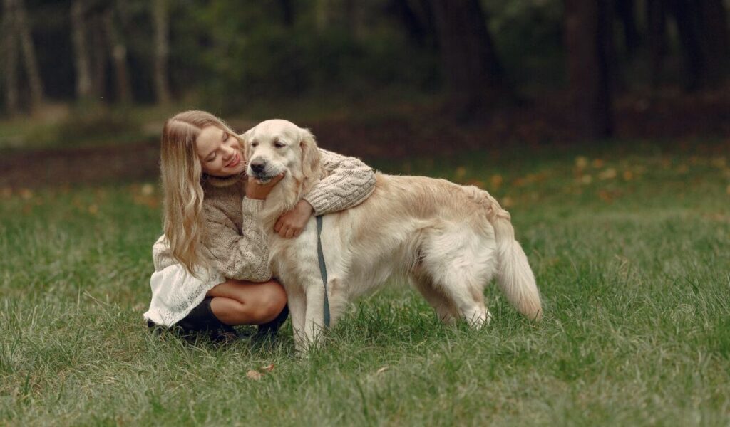 Golden Retriever with a person in a park.