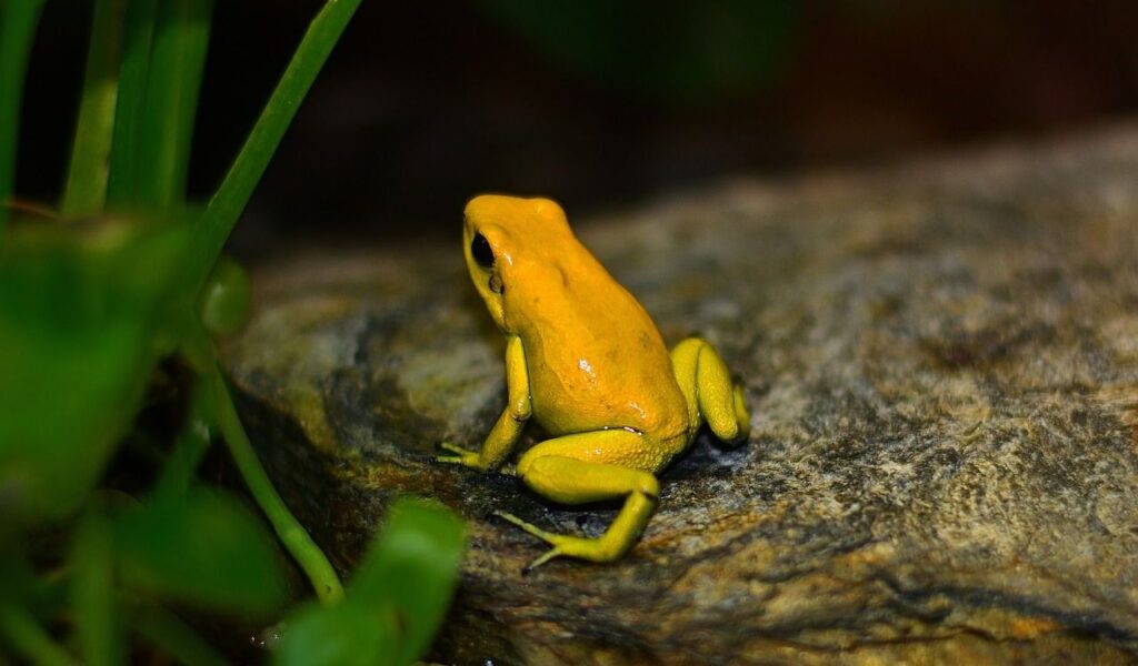 Yellow poison dart frog sitting on a rock