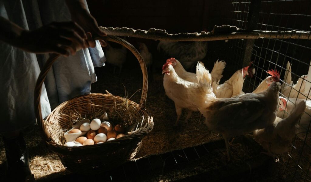 Person collecting eggs, with chickens.