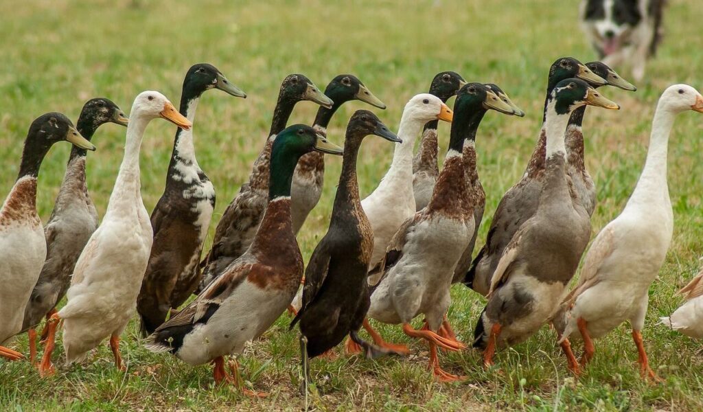 group of indian runner ducks walking together.