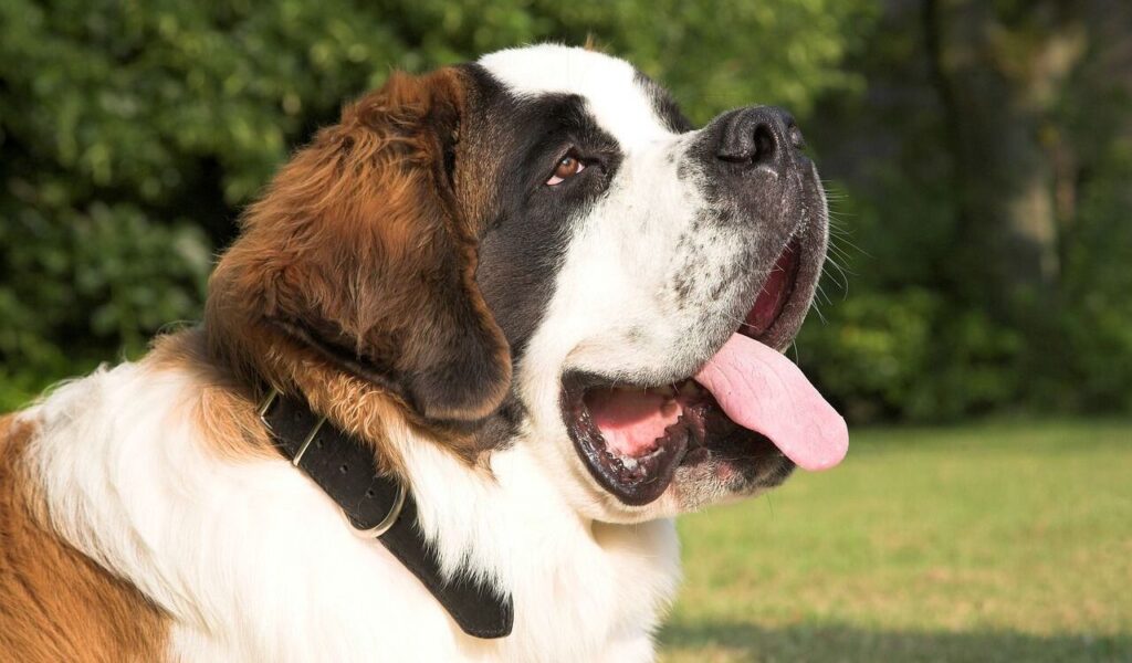 Saint Bernard with a happy expression.