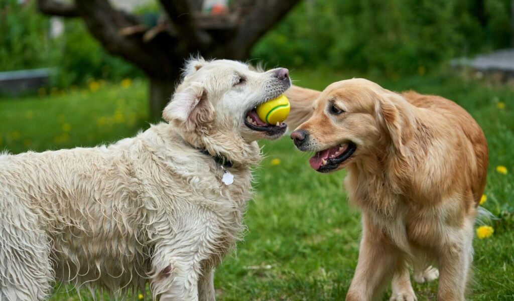 Two Golden Retrievers playing with a ball