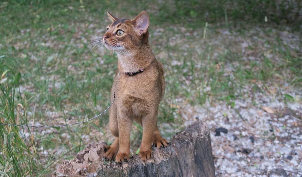 Abyssinian cat standing on a log with a leash outdoors.