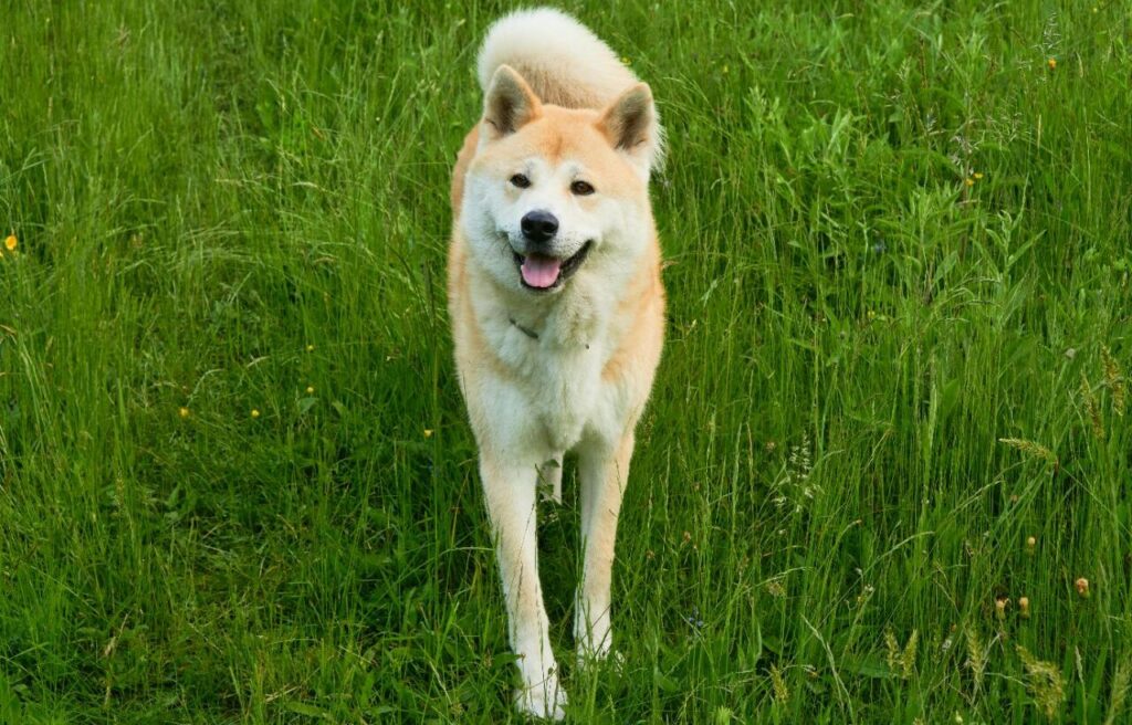 Japanese Akita walking in grass