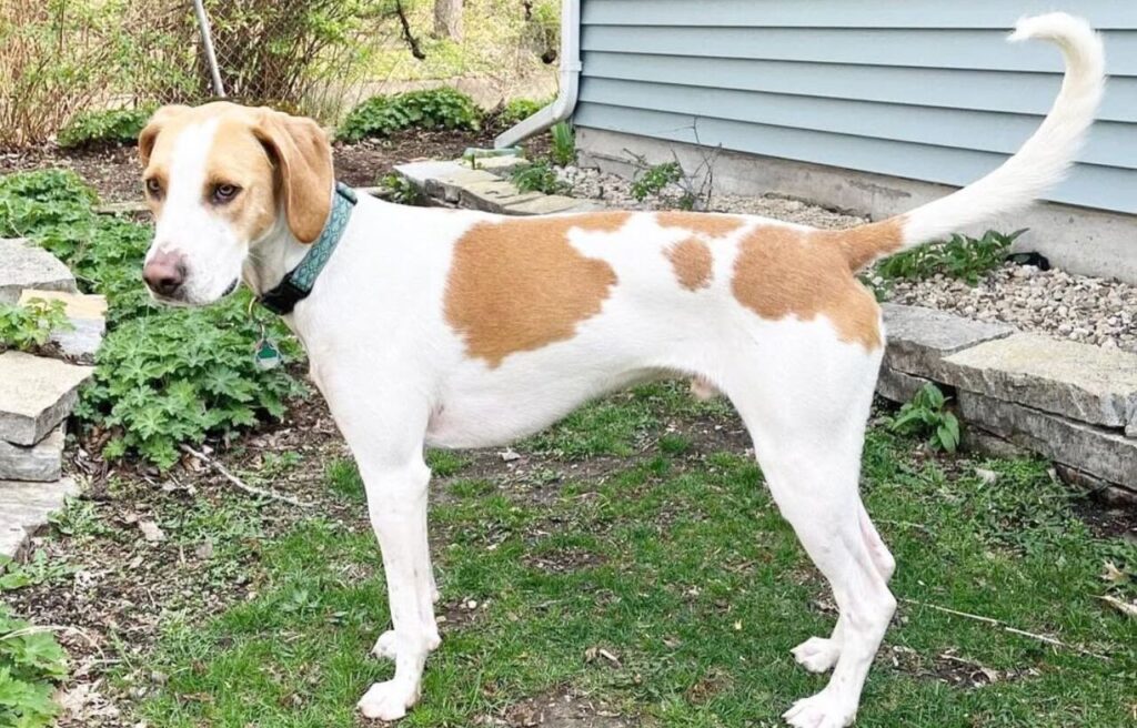 American Foxhound Dog standing in the yard.