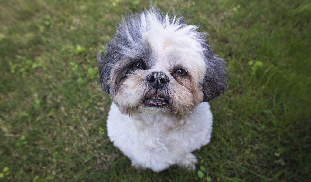 Shih Tzu sitting on grass with an adorable expression.