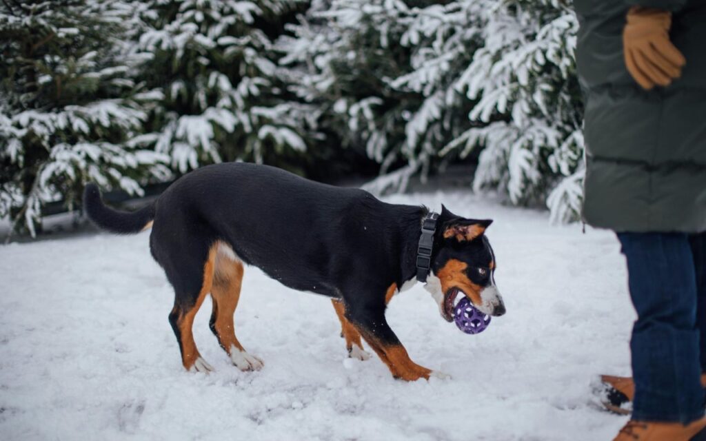 Entlebucher Mountain Dog playing with a ball in the snow