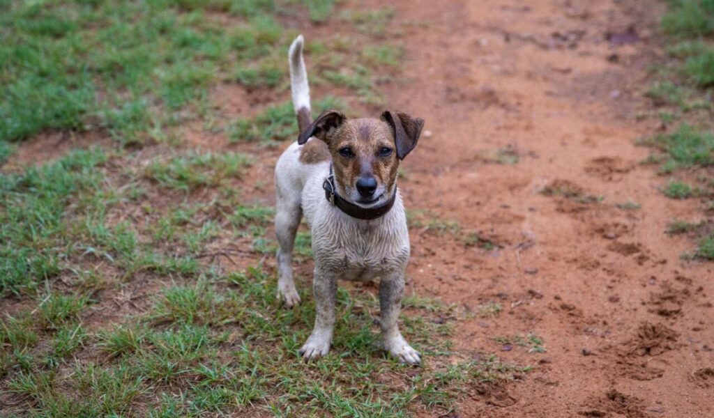 Jack Russell Terrier standing on a grassy path.