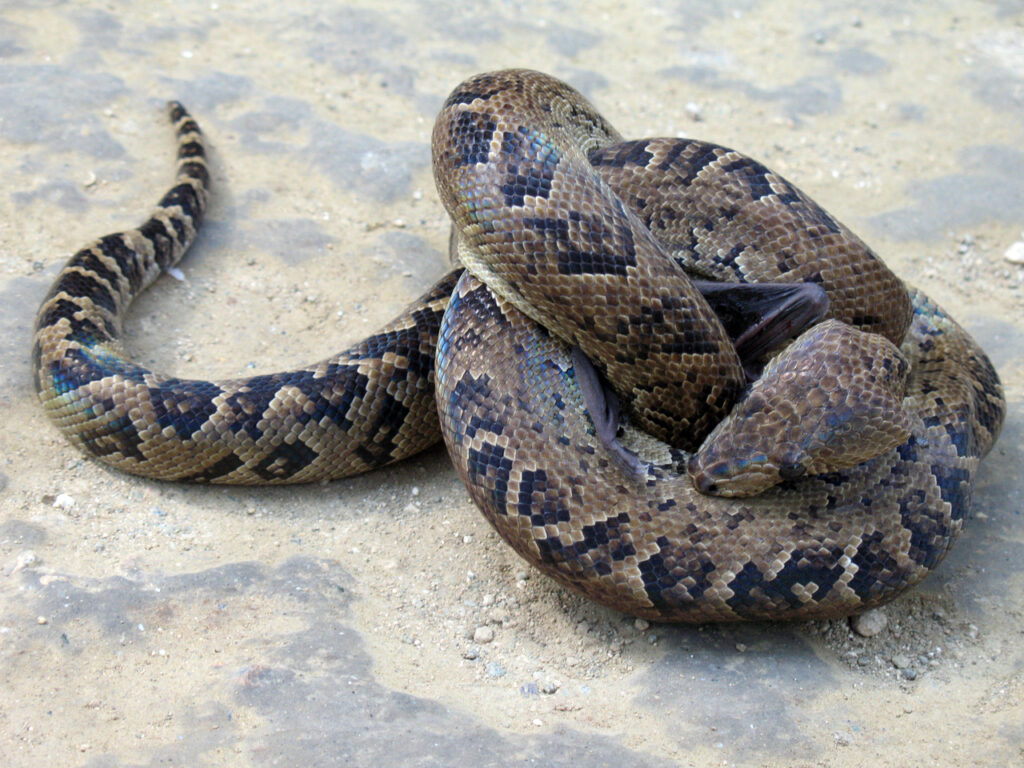 Cuban Boa
