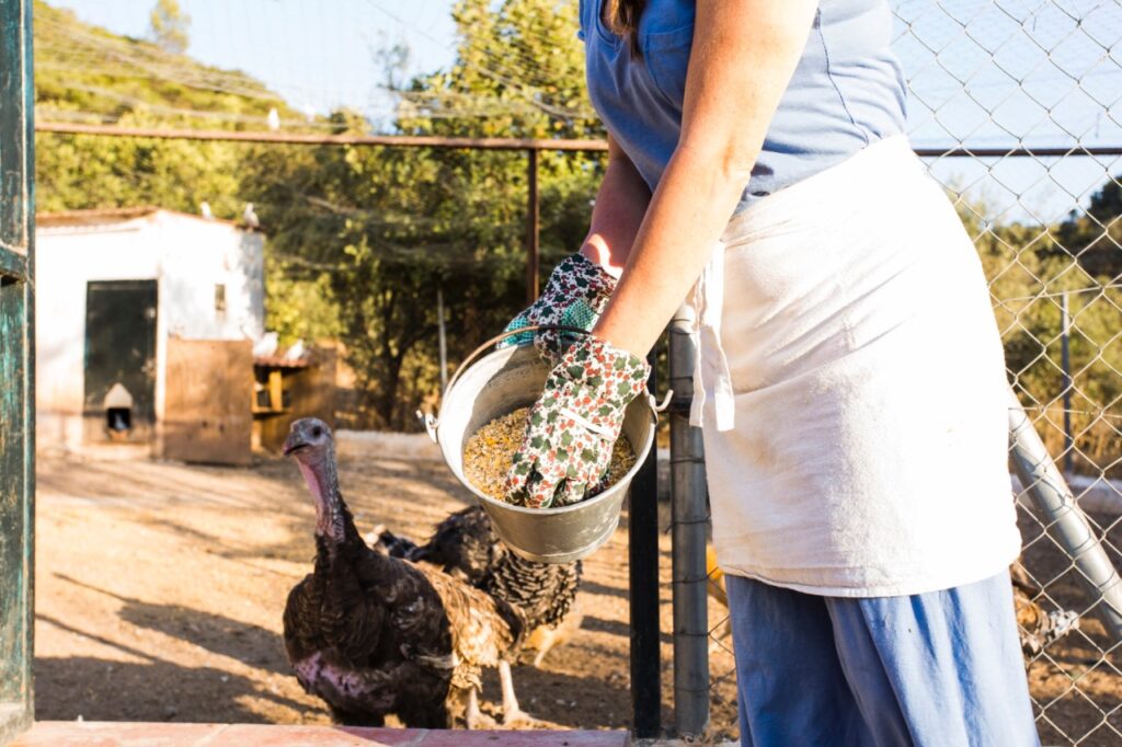 Close-up of woman feeding corn seed to turkeys in the farm