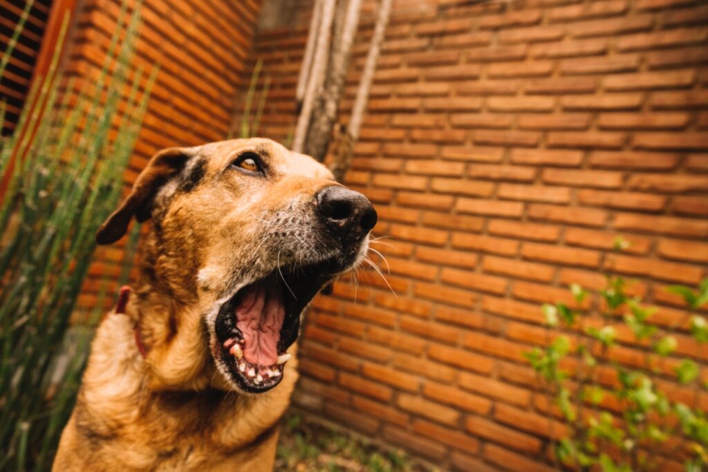Dog whining