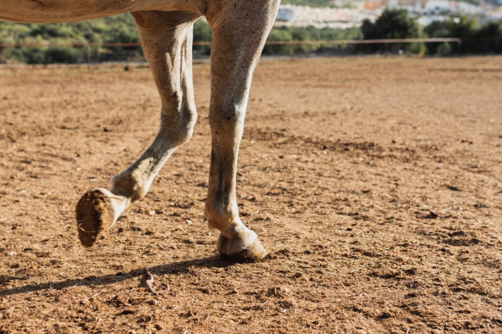 Horse Leg