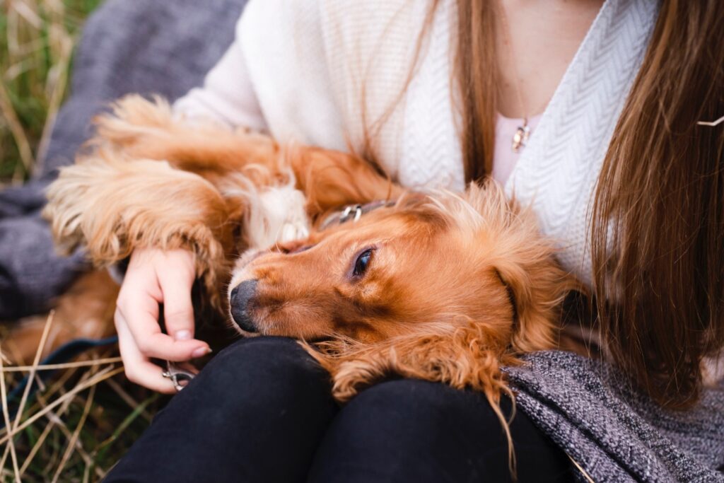 Woman playing with her cute Golden retriever dog