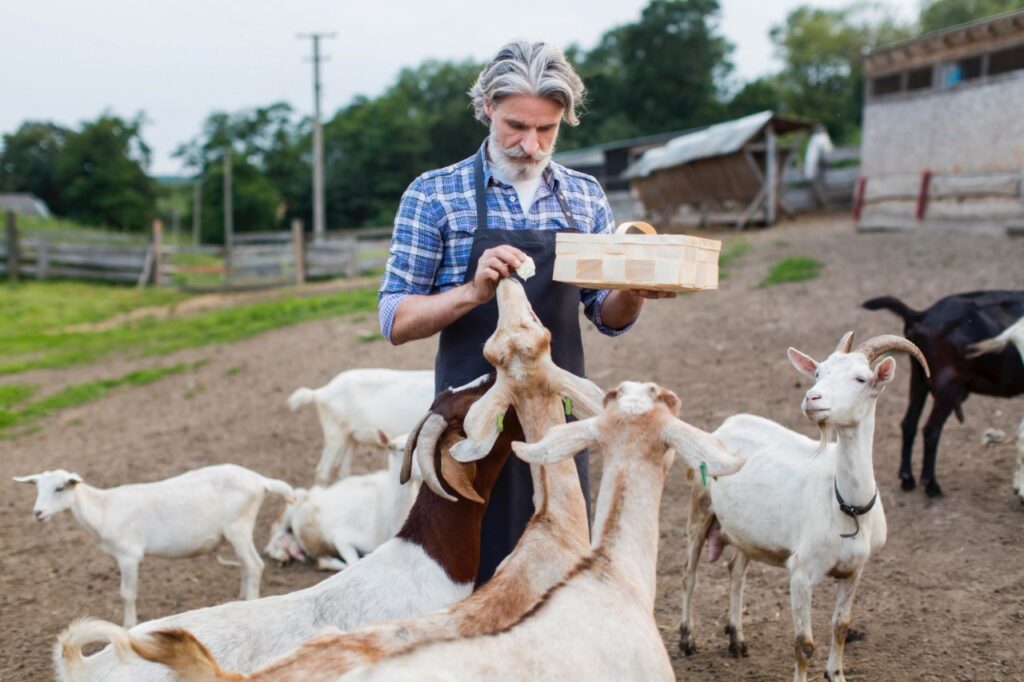 Oldman feeding goats