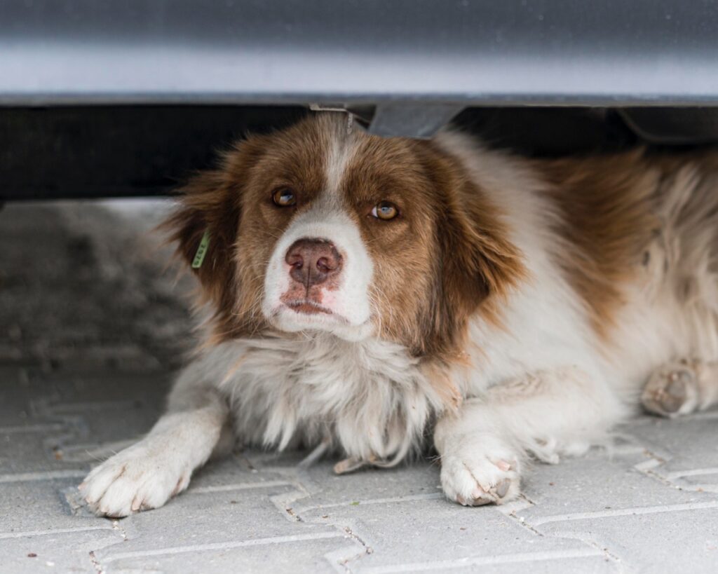 Dog under car