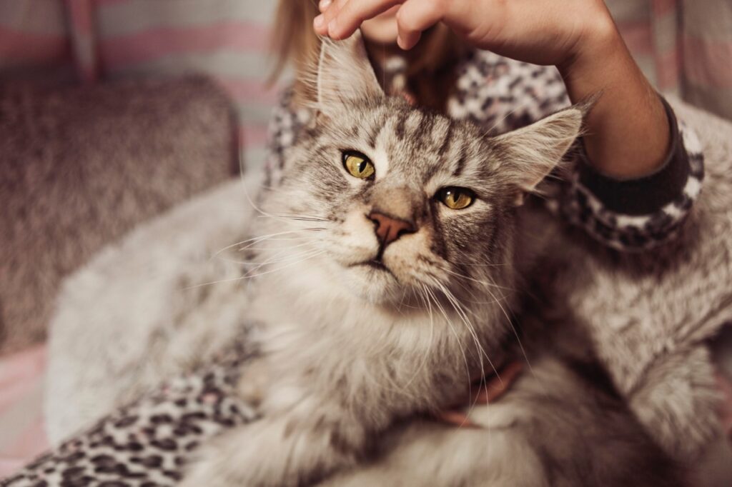 Beautiful Maine coon cat front view and blurred girl