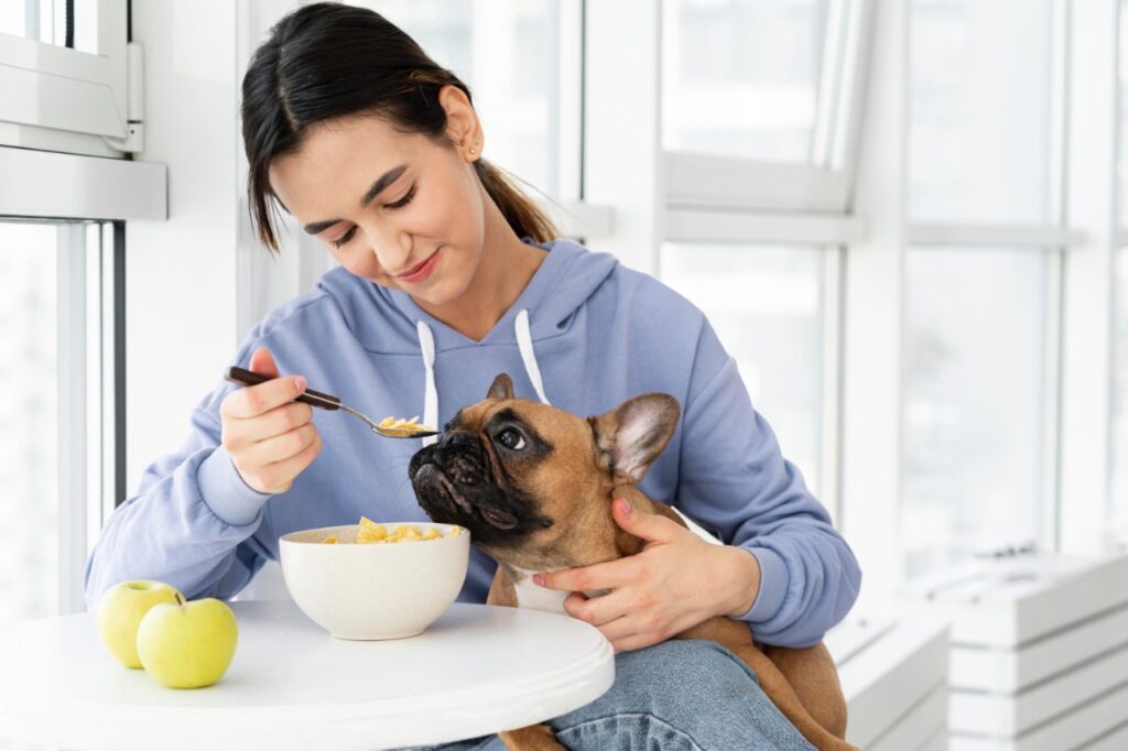 owner feeding french bulldog
