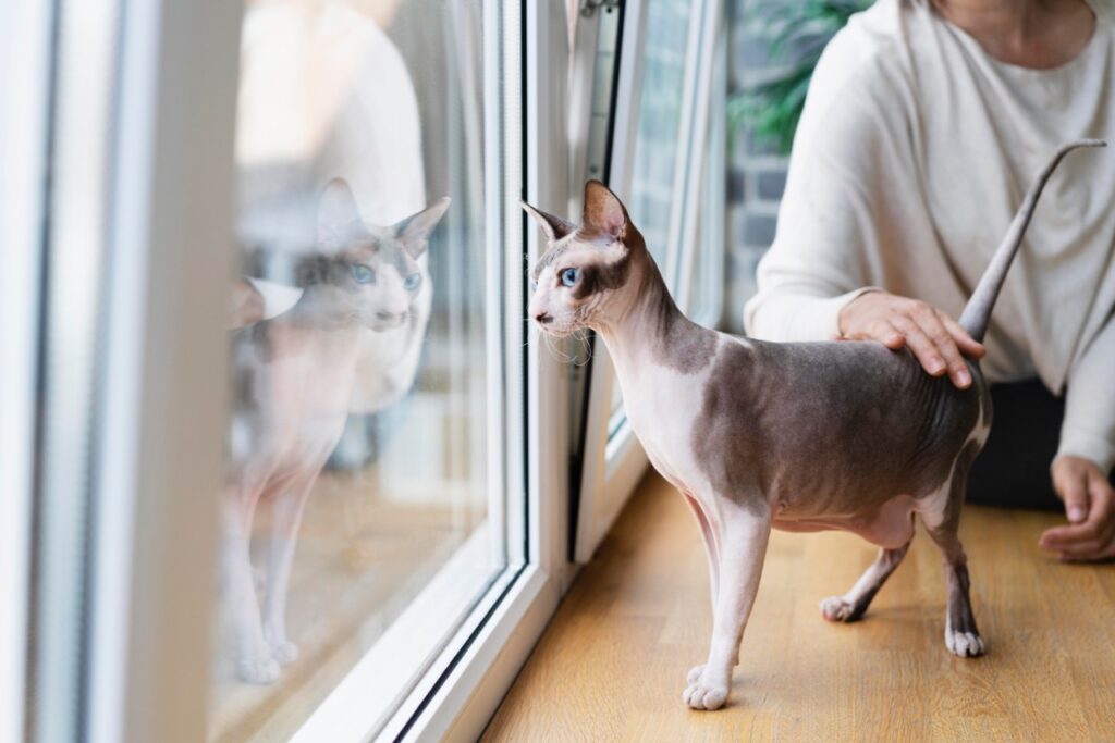 Sphynx cat near window