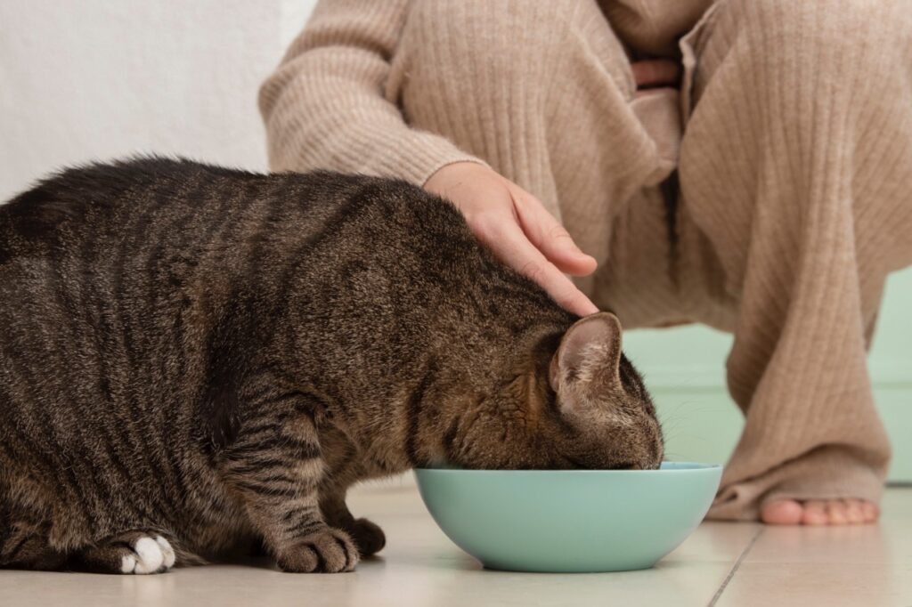 Cat eating in a bowl