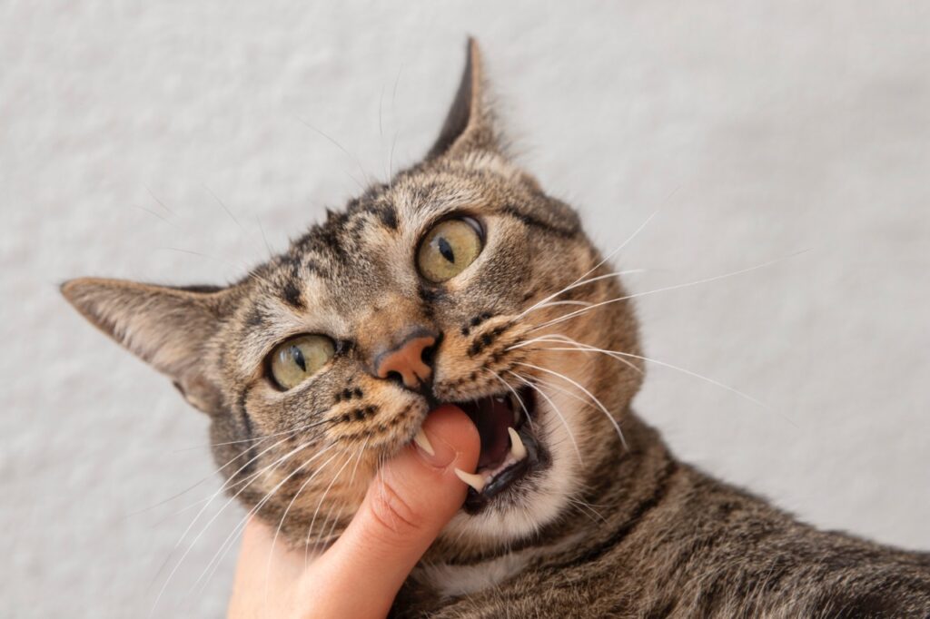 domestic cat biting her owner's finger