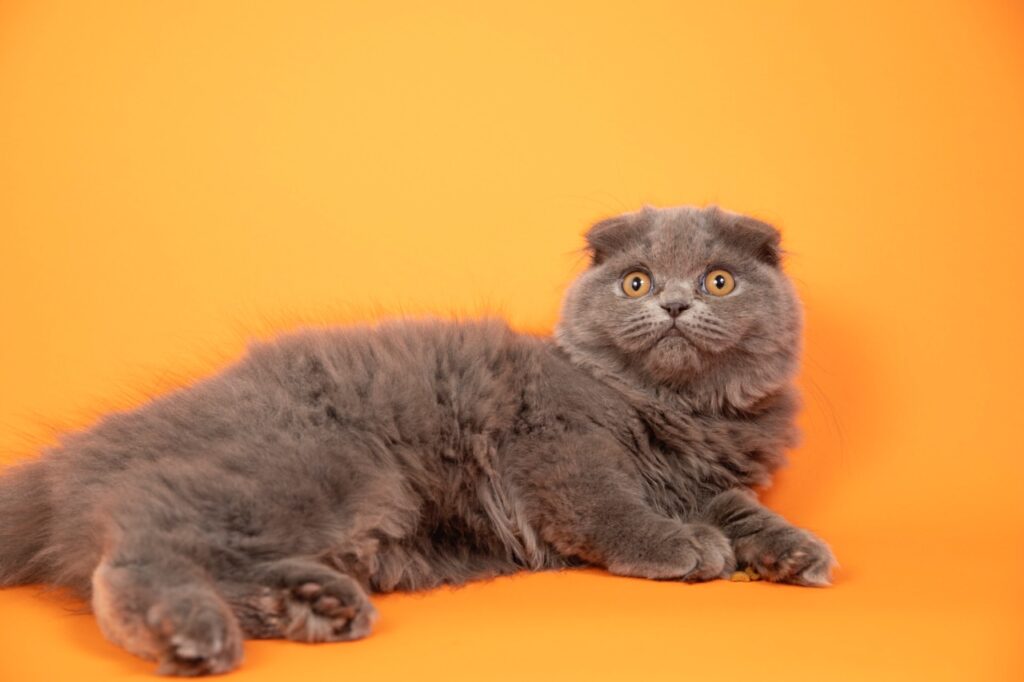 Scottish fold cat