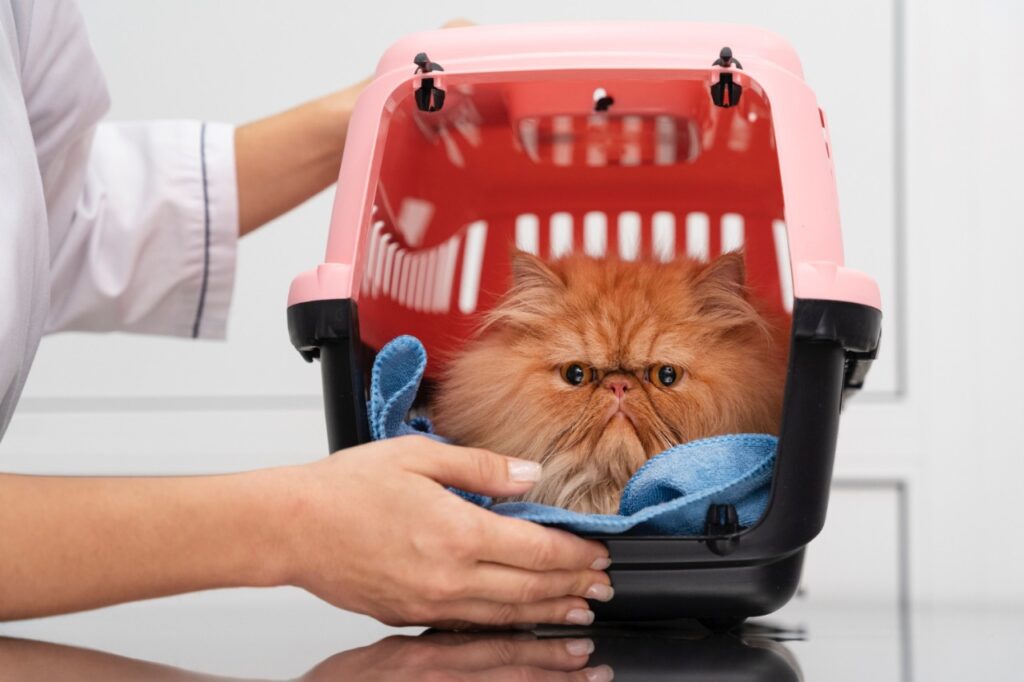 Persian cat visiting vet