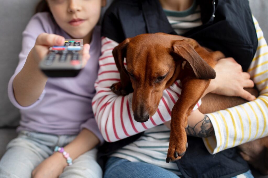 Close up on beautiful dachshund spending time with family