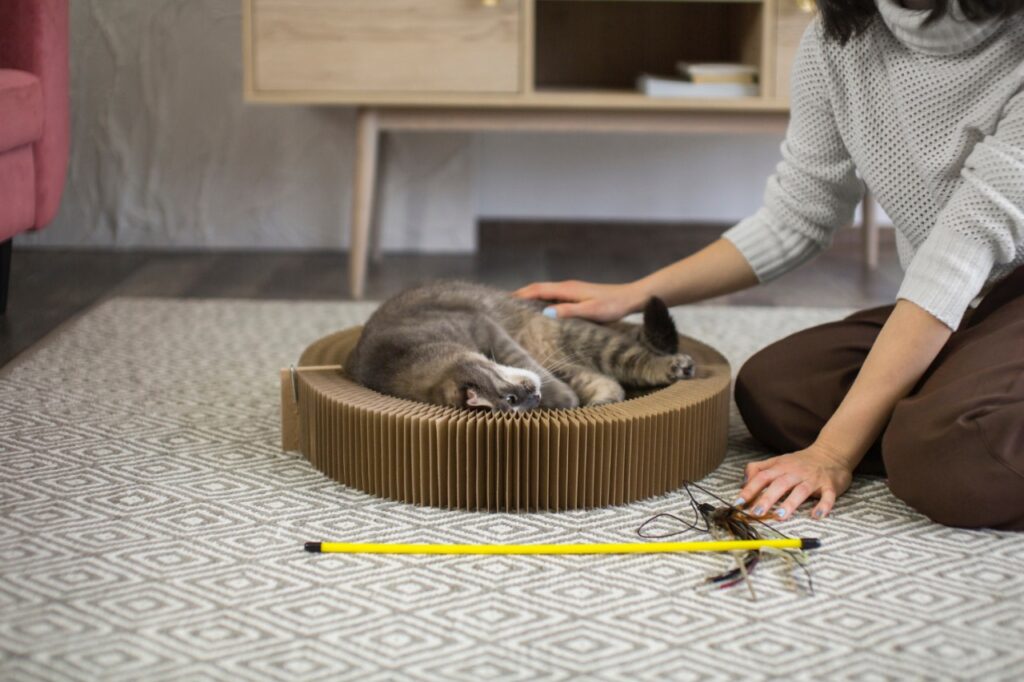 Cat playing routine