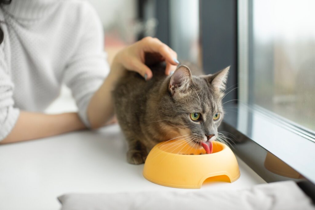 Cat Eating on a bowl
