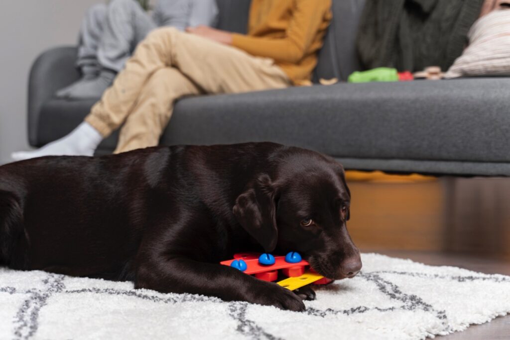 Dog playing with a puzzle dog
