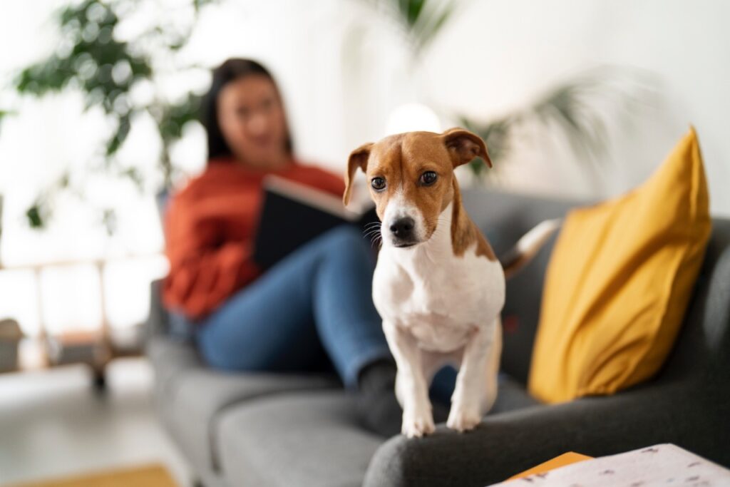 Dog sitting on sofa with woman