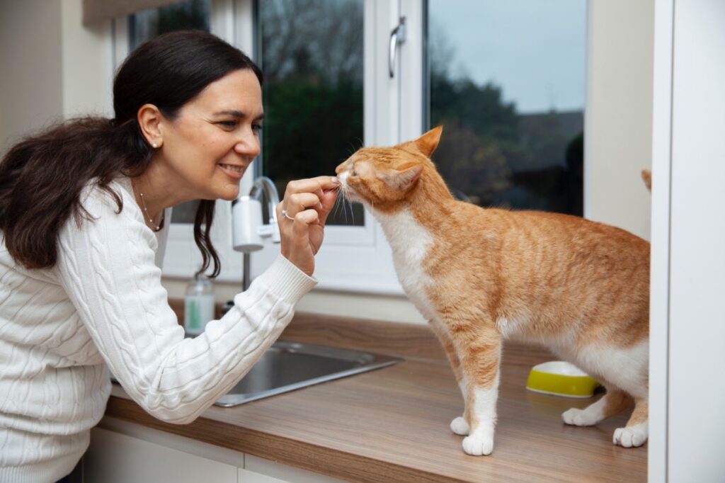 Cat receiving treat